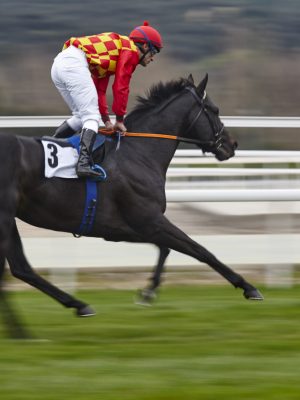 Horse race training. Competition sport. Hippodrome. Speed background
