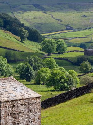 Traditional dry-stone walls and barns in the farmland of the Yorkshire Dales in northeast England.